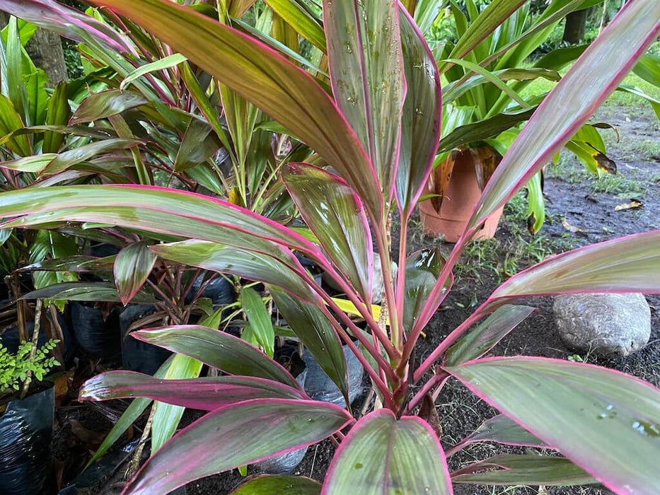 Dracaena mauve