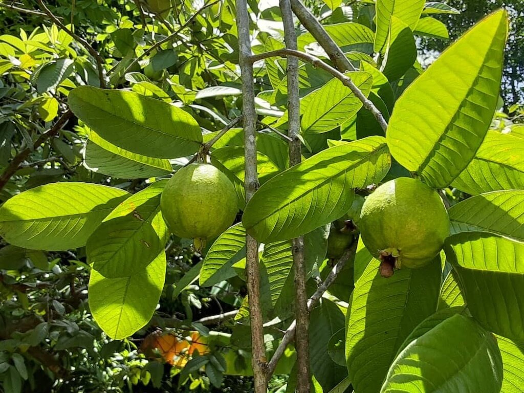 Psidium guajava | Goyav