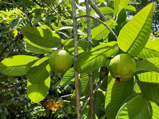 Psidium guajava | Goyav