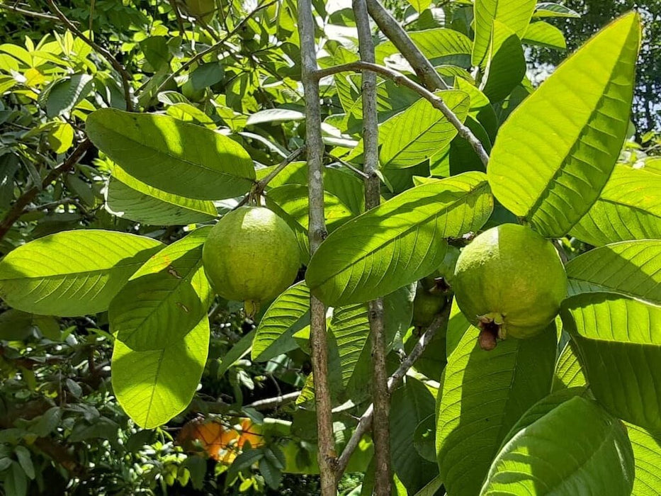 Psidium guajava | Goyav