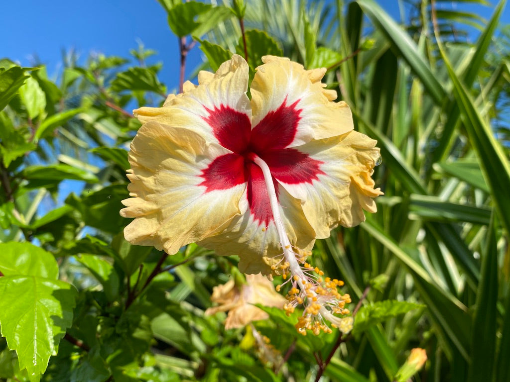 Hibiscus