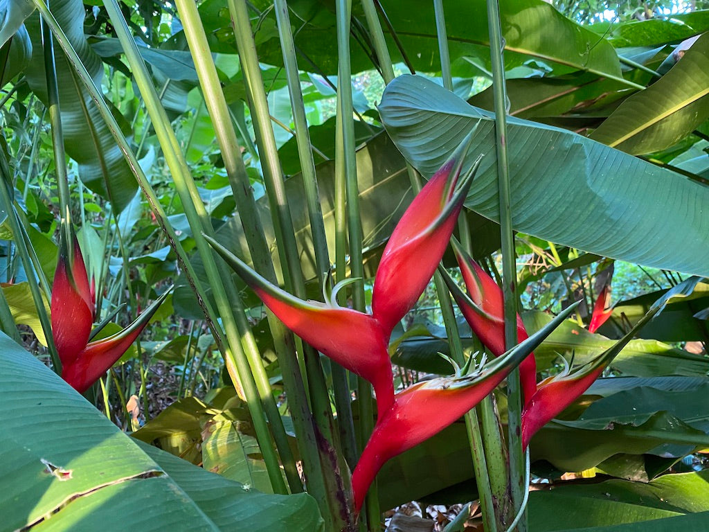 Heliconia