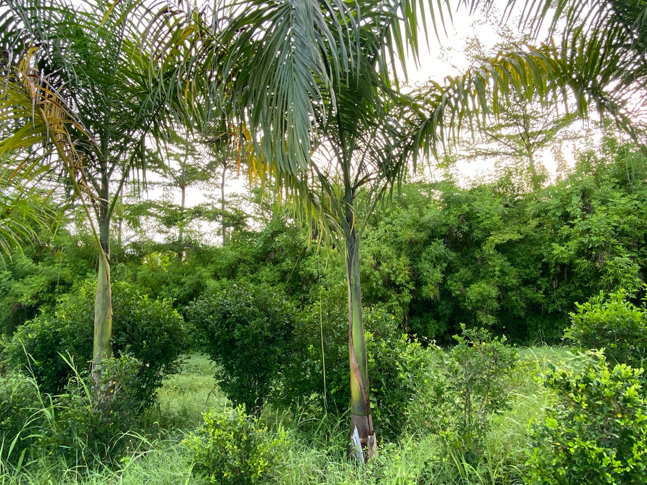 Palmier Royal | Roystonea regia