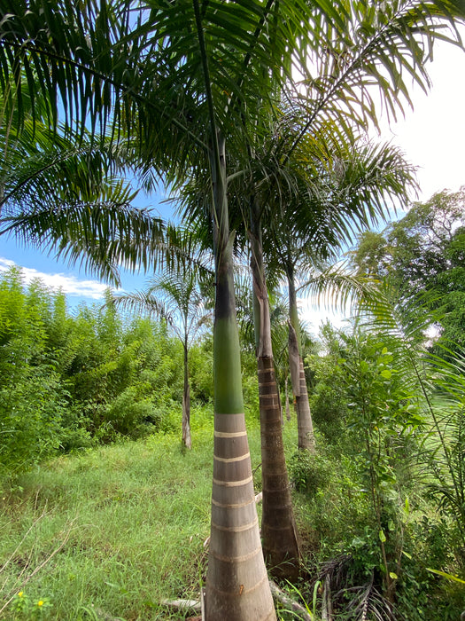 Palmier Royal | Roystonea regia