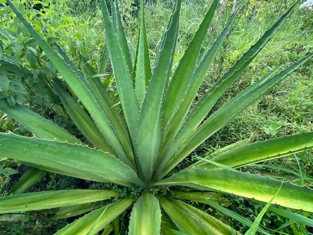 Agave