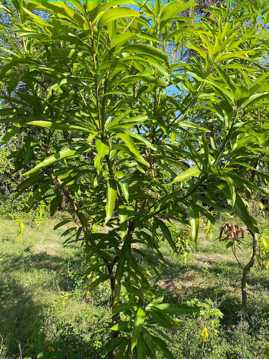 Mangifera indica / Mango/Manguier.