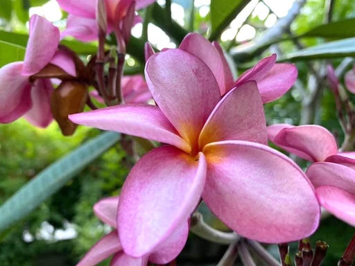 Plumera