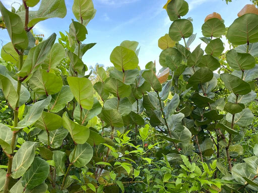 Coccoloba uvifera / Raisin de mer / Rezen lanmè