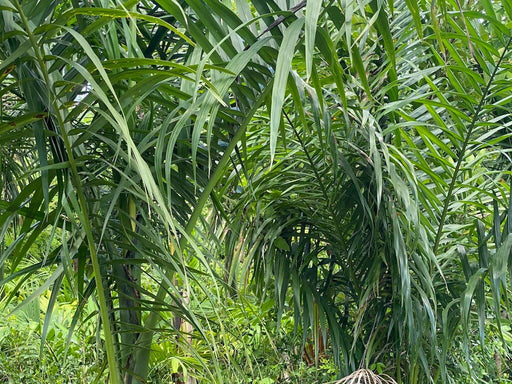 Palmier Royal | Roystonea regia