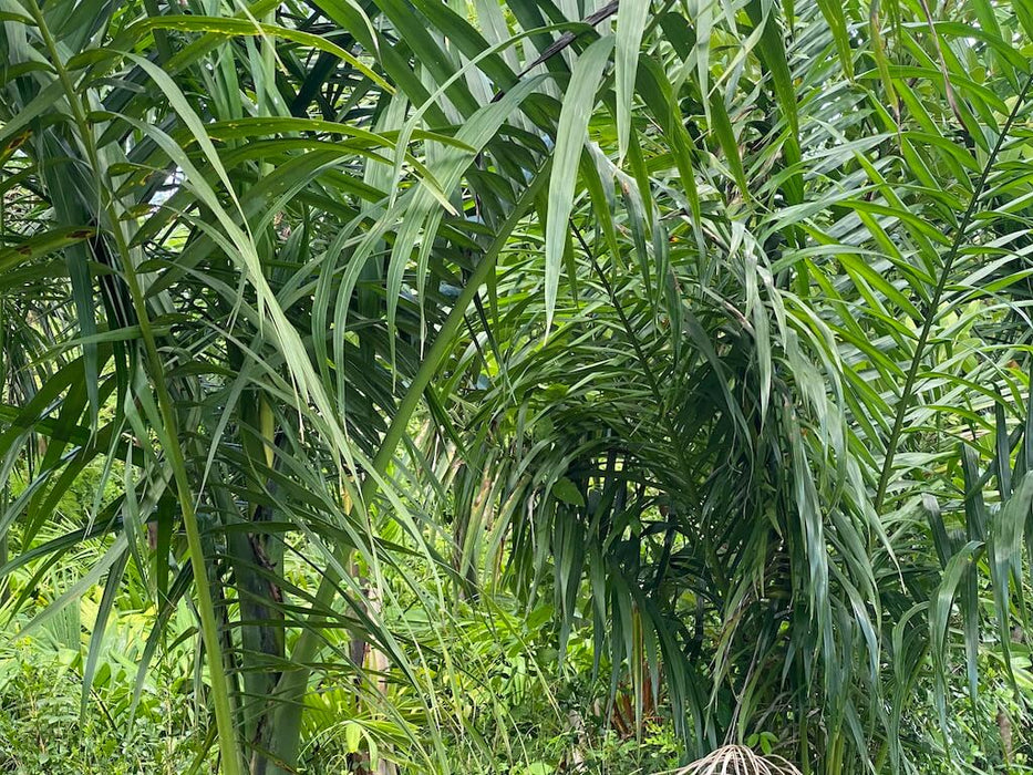 Palmier Royal | Roystonea regia