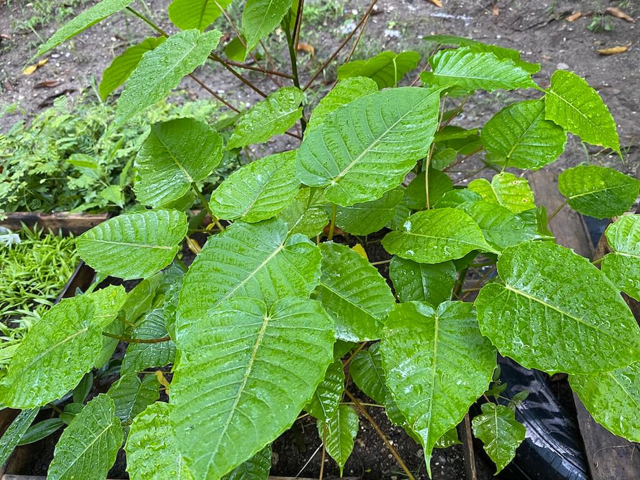 Hura crepitans/ Sabilier /Sablye