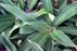 Tradescantia spathacea