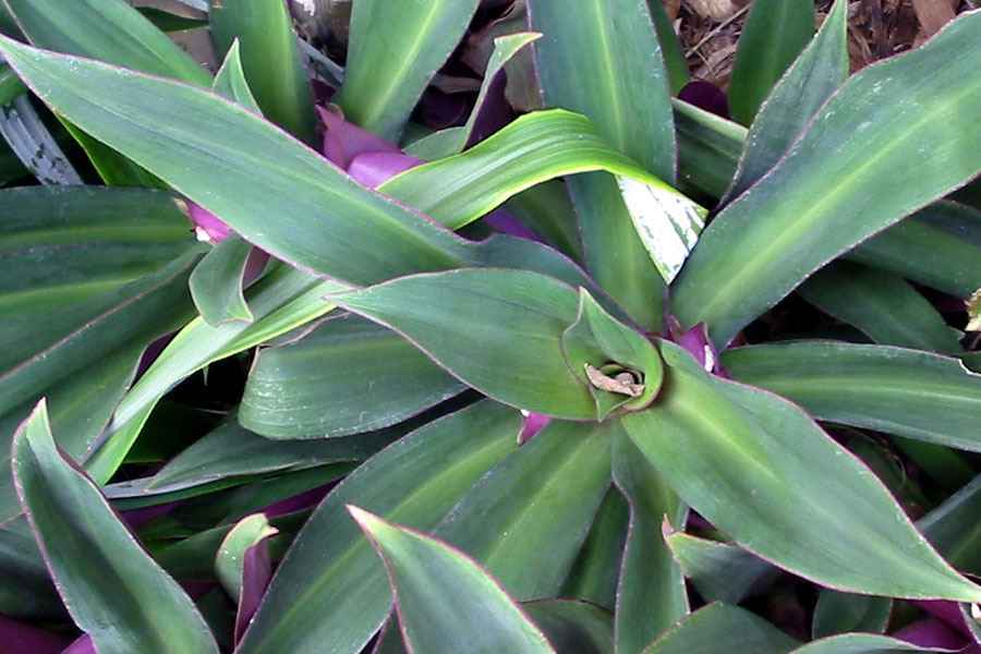 Tradescantia spathacea